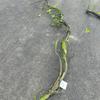 Withered Vine Rattan Wall Decor for Landscaping and Rainforest Themes