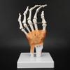 Hand Joint Skeleton Model Detachable Human Hand Teaching Model with Base