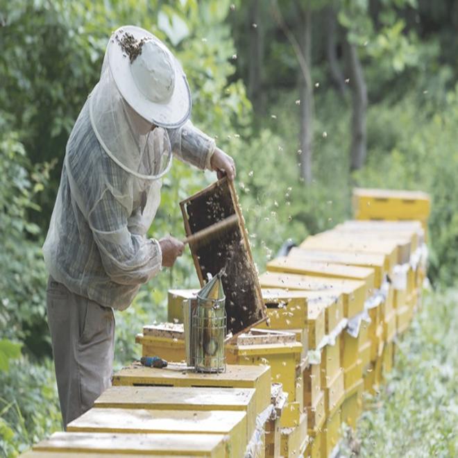 (Korean health food) Acacia Honey 500g