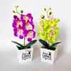 Retro Potted Phalaenopsis Plant Effortless Beauty for Your Living Space