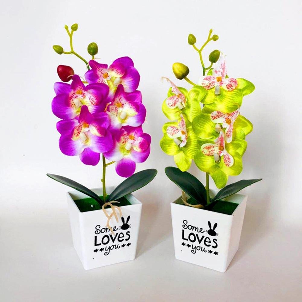 Retro Potted Phalaenopsis Plant Effortless Beauty for Your Living Space
