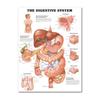 Muskel- und Skelettsystem Anatomisches Poster-Set Menschliches Skelett & Muskelanatomie Einseitig 19" x 27"""