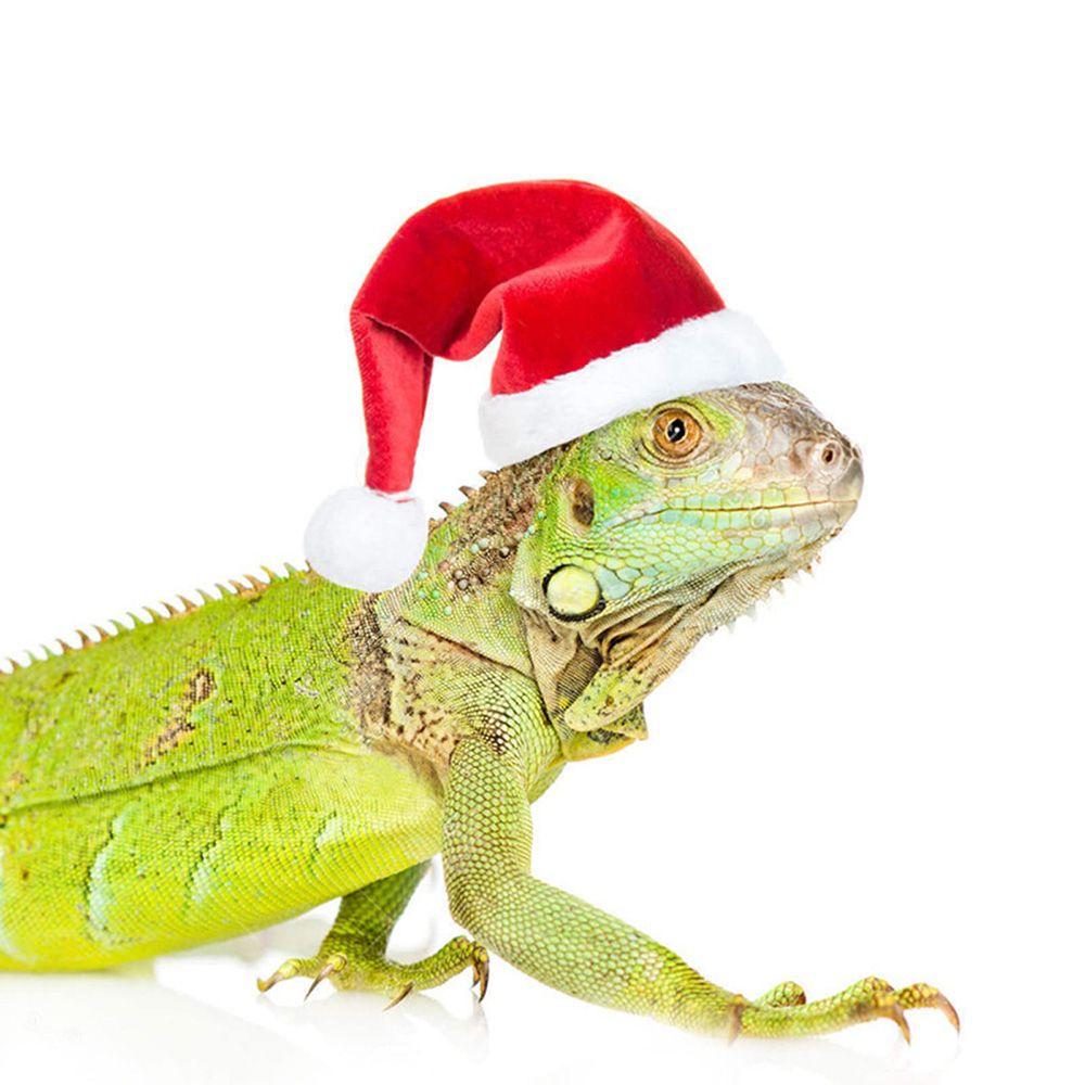 Headwear Holiday Costume Poultry Lizard Guinea Pig Pet Hat Merry Christmas Santa Claus Animal Scarf