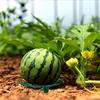 1-5Pcs Watermelon Stand Fruit Stand Support Basket Frame Vegetables Plant Tray Rack Melon Squash Pumpkin Protective Tools