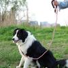 Improved Long Lead for Eligible for Invoice Long Cute Dog Small Medium Large Round Dog Walking Long Dog XiaZ [XiaZ Model] Dogs, Issuance, Rope, 9m,