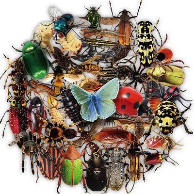50 Transparente Realistische Insektenaufkleber Schmetterling Spinne DIY Koffer Handyhülle Kühlschrankaufkleber