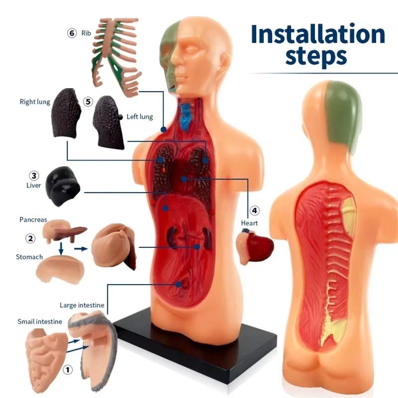 Human Torso Model, menneskekroppsmodell for barn brukt til studentundervisningsforskning, med tilhørende produktbrukerhåndbok