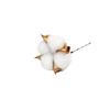Natural Dried Cotton Flower Branches - 6 or 10 Heads, Preserved Kapok for Home Decoration & Christmas Decor