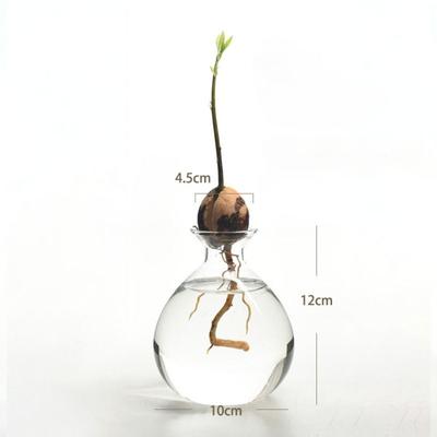 Vaso Trasparente Semplice per Avocado in Vetro Vaso per Germinazione Idroponica Kit per la Germinazione dei Semi Amanti del Giardinaggio