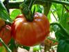 SAFLAX Tomato - Pink Brandywine - 10 Seeds - Lycopersicon Esculentum