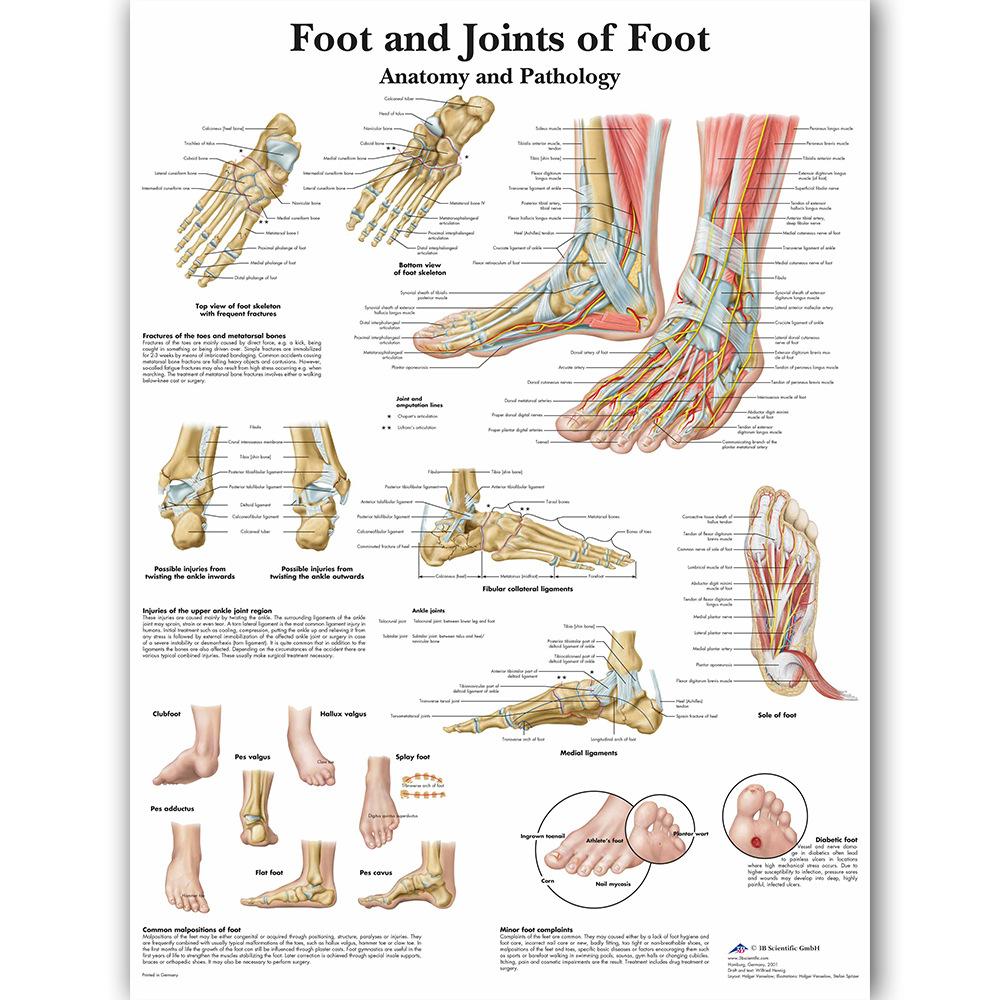 Anatomical Muscular System Poster Human Body Anatomy Chart Medical Educational Canvas for School Decor