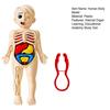 Kids Human Body Model with Tweezes Educational Body Structure Internal Organ Learning Toy Body Parts Assembly Kit 3D Anatomy Physiology Study Tool