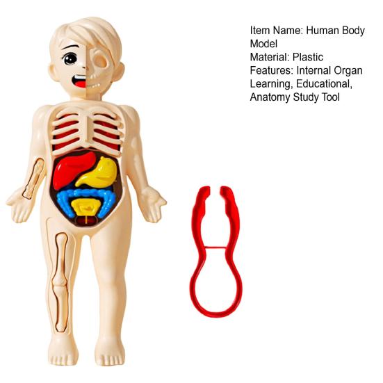 Kids Human Body Model with Tweezes Educational Body Structure Internal Organ Learning Toy Body Parts Assembly Kit 3D Anatomy Physiology Study Tool