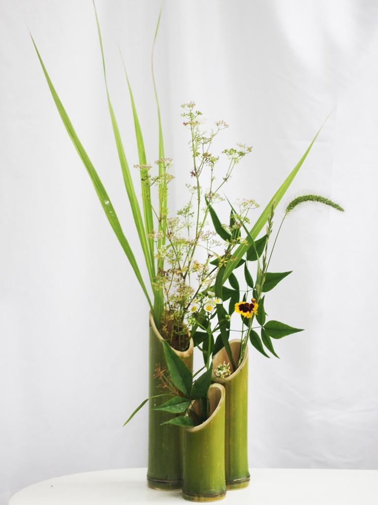 calathea benefits Buy Calathea Ornata Online main image 1