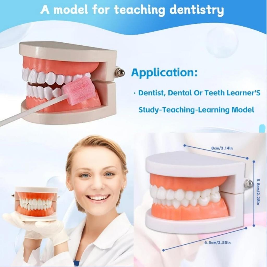 Early Childhood Education Brushing Model Oral Teaching Tooth Model Large Simulation Tooth Model Montessori Teaching Tool