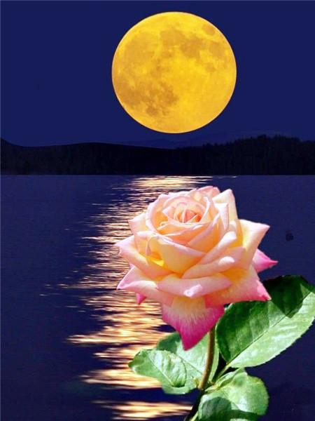 5D DIY Diament Malarstwo Nowy Kwiat Róży Dżetów Diament Haft Sprzedaż Krajobraz Nadmorski Mozaika Wystrój Domu