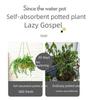 Iron Hanging Flower Pot for Hydroponic and Succulent Plants, European Garden Decoration