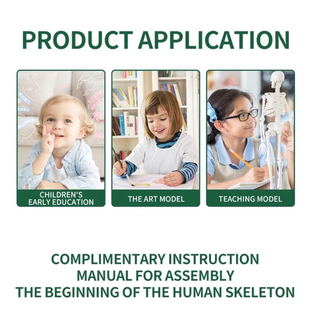 Skeletal Joints Of Human Organ Model DIY Human Body Model Teaching Bone Model  Teaching Tools