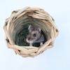 Hamster Nest Chew Toy Natural Grass Hand Woven Straw Nest Small Pet Hideout Tunnel Bed Cage Accessories