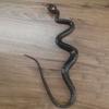 Yousheng Realistic Fake Rubber Snake Toy, Lifelike Snake Model with Tongue-Out, Simulated Snake for Halloween Party Gag, Bird Deterrent, Garden