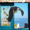 Hanging Bird Statue Plastic Ornament Outdoor Figurine Decor Vivid FlyingBird Hawk Orchard bird-proof Scarecrow