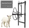 Adjustable Sheep Holding Rack for Shearing, Injection & Milking