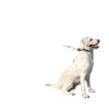 2m Anti-Shock Dog Leash with Collar for Medium & Large Breeds - Golden Retriever & Teddy Training Rope