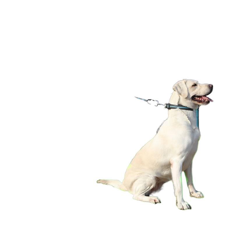 2m Anti-Shock Dog Leash with Collar for Medium & Large Breeds - Golden Retriever & Teddy Training Rope