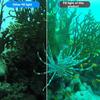 B03B-SL-101 High-Intensity 1800LM LED Diving Light Waterproof 40M For Gopro For Underwater Video And Photography