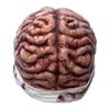Zombie Brain Cap Creepy Latex Headpiece Realistic Brain Hat Halloween Costume Headwear for Cosplay Horror Themed Parties