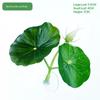 Betta Fish Rest Leaf Reusable Simulated Plastic Lotus Leaf Aquarium Accessory for Betta Hiding Resting Fish Tank Decor