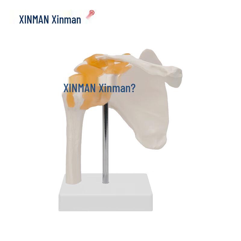 XINMAN Functional Human Shoulder Joint Model