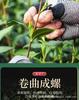 Premium Duyun Maojian 2024 New Crop High Mountain Fresh Spring Tips