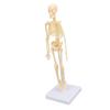Human Skeleton Model Articulated Joint Removable Exquisite Craft Anatomy Human Body Skeleton Model for School Education