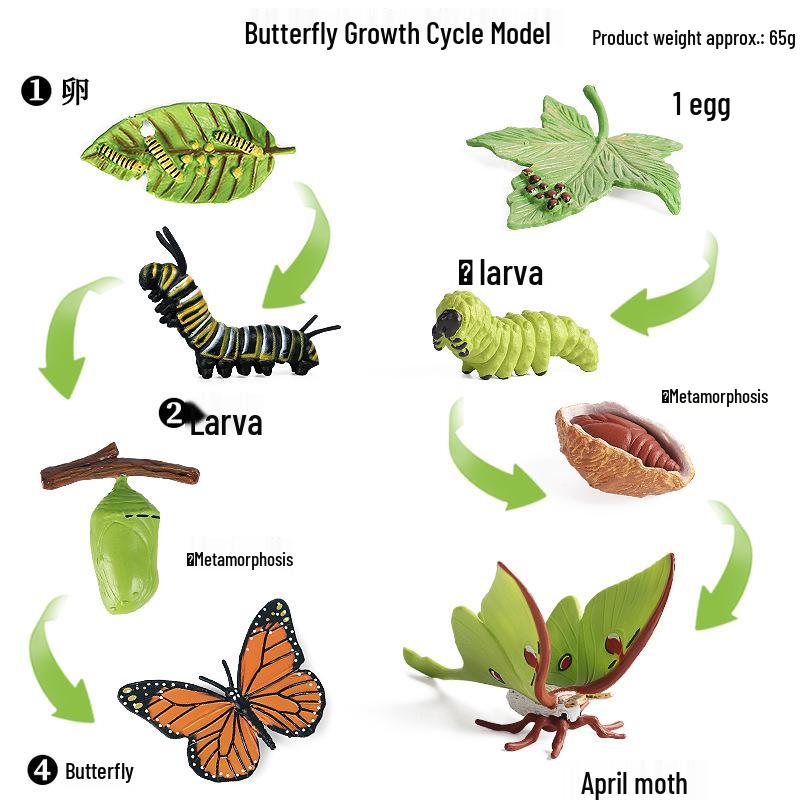 Animal Growth Cycle Simulation Toy Set: Solid Snail & Frog Models for Science Education