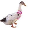 Rabbit Harness and Leash Small Animal Clothes for Rabbit Duck Small Animal