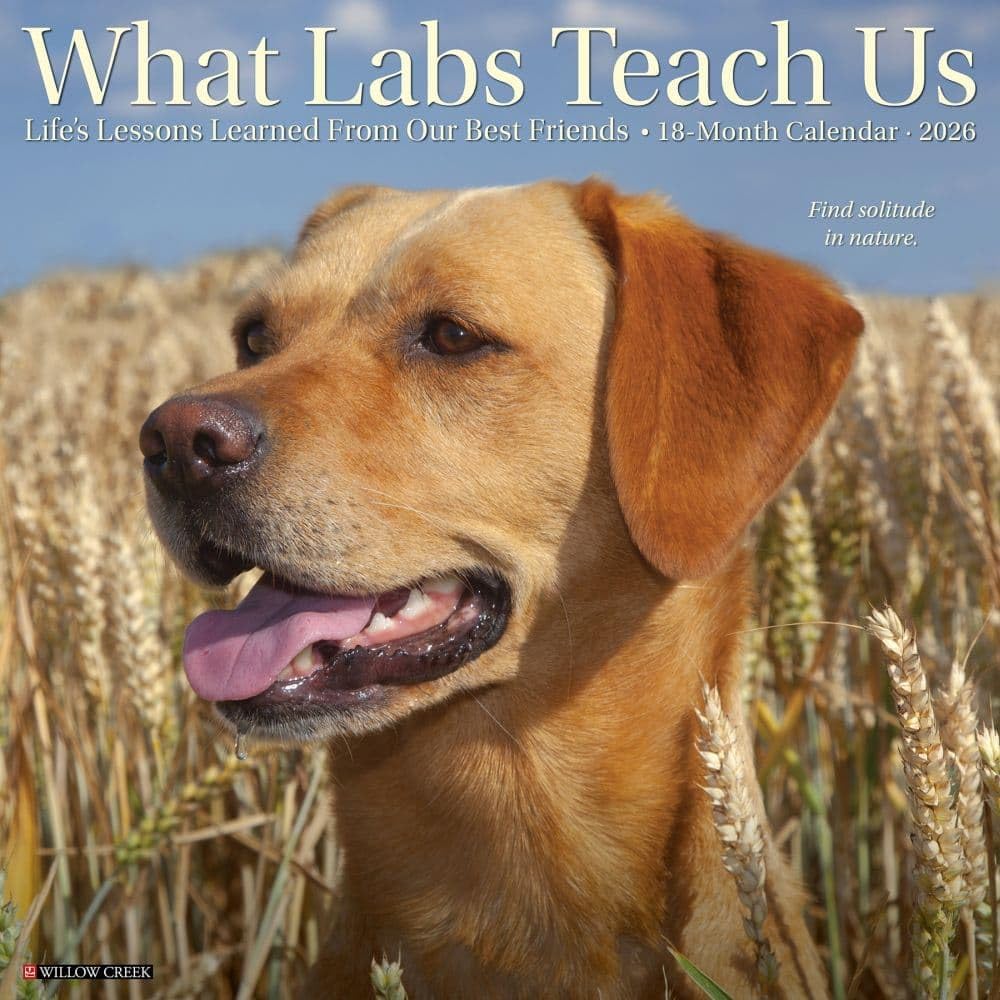Willow Creek Press, What Labs Teach Us 2026 Wall Calendar, 12   X 12  , 18-Month Calendar with Stapled Binding