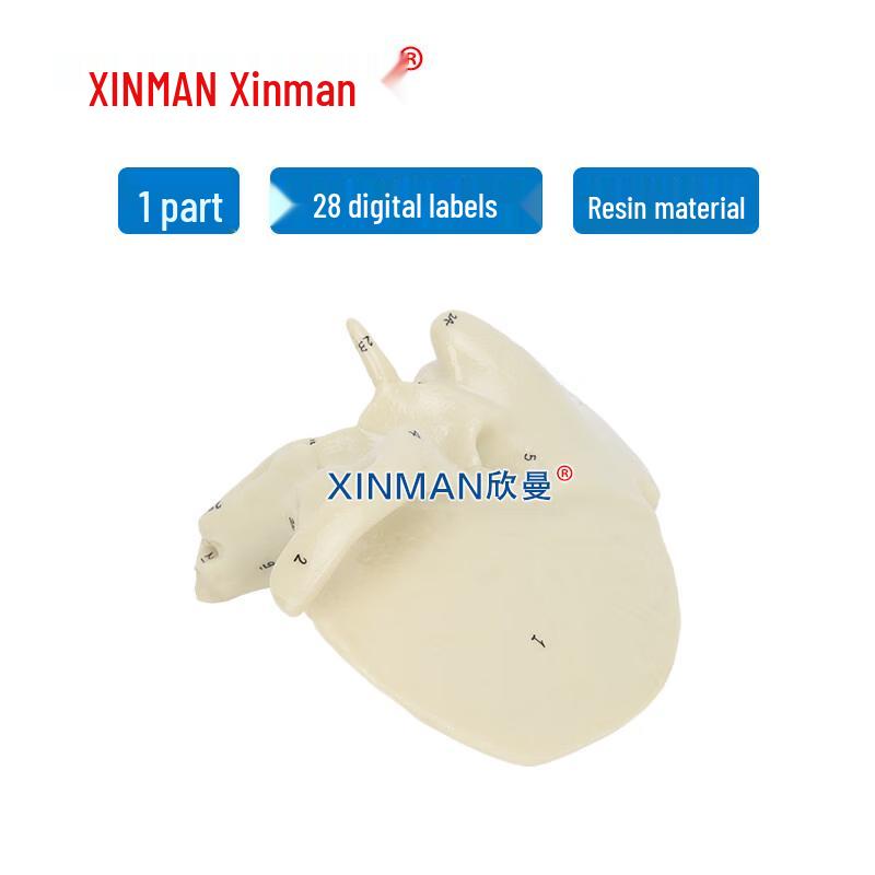 XINMAN Temporal Bone Enlarged Model