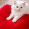 2026 New Year Semi Enclosed Pet House Comfortable Cozy Warm Thickened Festive Celebratory Red Cat Bed Luxury Gifts for Pets