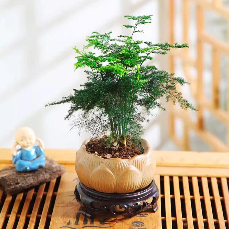 Asparagus Fern Hydroponic Bonsai for Indoor Decoration