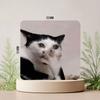 Grappige Kat Memes Koelkastmagneet Gepersonaliseerde Creatieve Magnetische Stickers Met Magneten