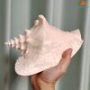 Natural Conch Sea Shell Large Conch Collector Wedding Decor Beach Theme Party Home Decor Beach Decorations