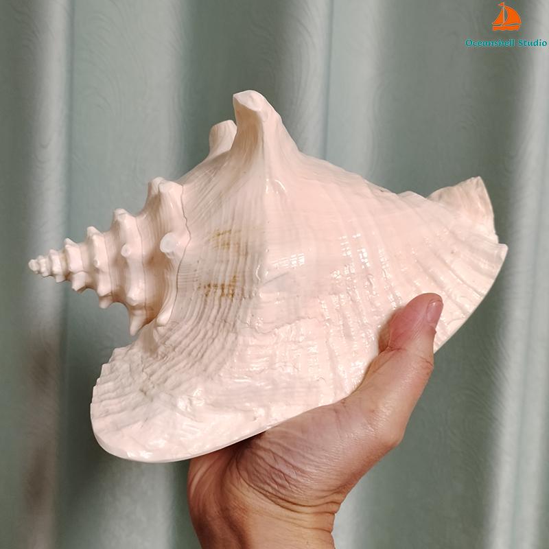 Natural Conch Sea Shell Large Conch Collector Wedding Decor Beach Theme Party Home Decor Beach Decorations