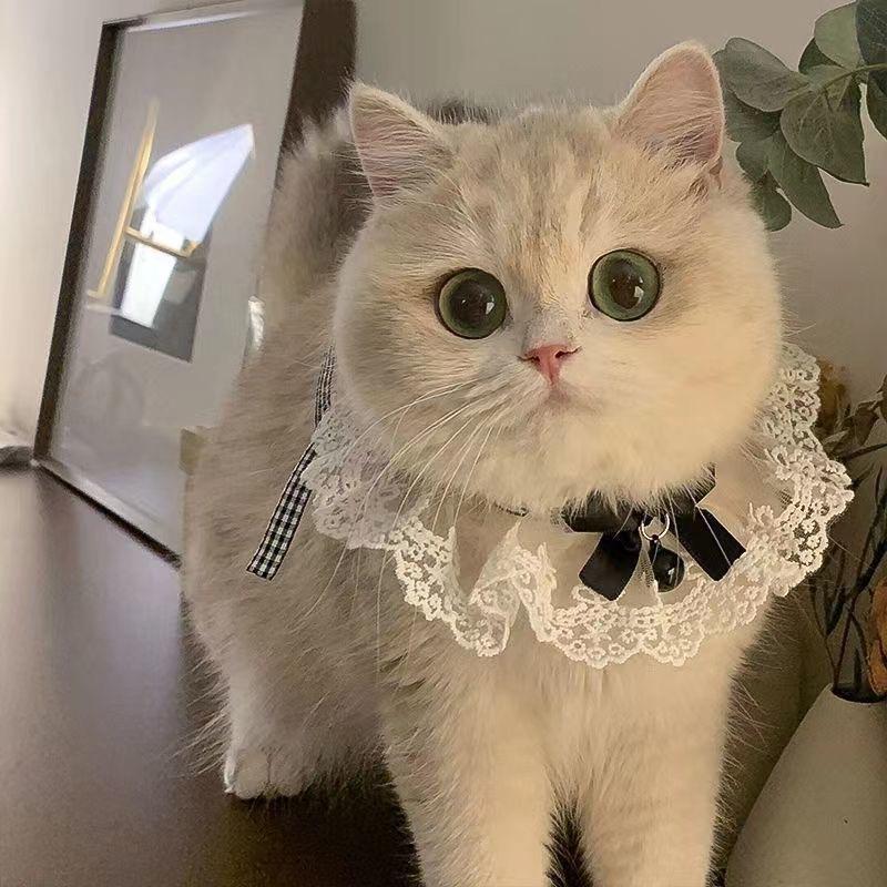 Dog Saliva Wipes, Pet Scarves, Large, Medium and Small Dog Bibs for Cats, Pet Accessories, Necklaces, Collars, Ringbells, Bow Ties
