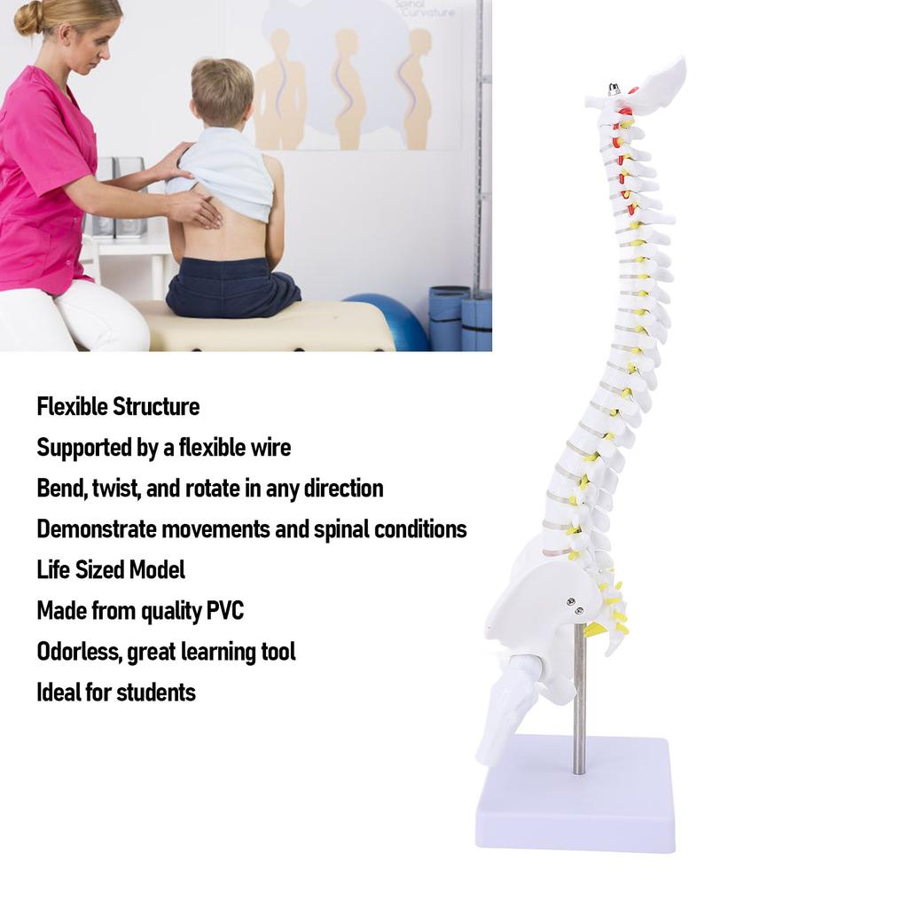 Wirbelsäulenmodell mit Ständer, Lebensgroßes Rückenmarksmodell, PVC, Realistisches Menschliches Flexibles Wirbelsäulenmodell für Wissenschaftliches Studium, Bildung