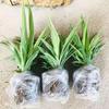Air Purifying Spider Plant Collection (3 Varieties)