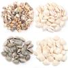 15-85pcs Natural Conch Shell Beads Loose Spacer Beads Charm Beads For DIY Crafts Necklace Bracelet Jewelry Making Accessories