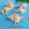 Conch Shells & Starfish for Hermit Crabs: Aquarium Decor & Drift Bottle Accessories