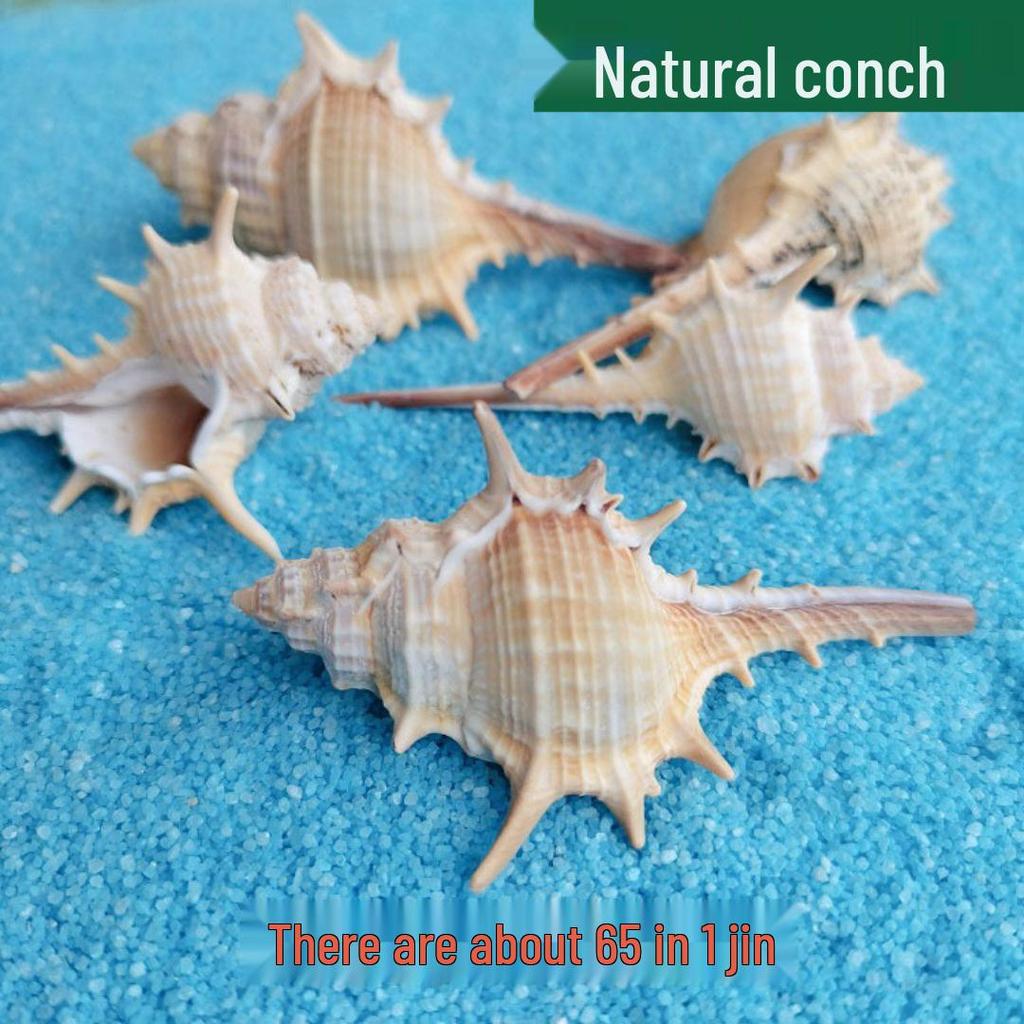Conch Shells & Starfish for Hermit Crabs: Aquarium Decor & Drift Bottle Accessories