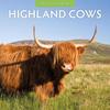 Red Robin 2026 Highland Cows Monthly Wall Calendar | 12" X 24" Open | Premium Thick & Sturdy Paper | Hangable 12 Month Calendar | Lined Notes & To Do